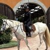 equestrianlin